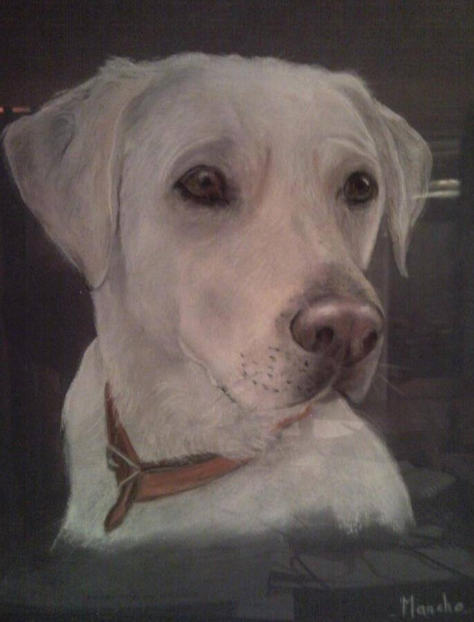 Labrador(Pastel 40x30)